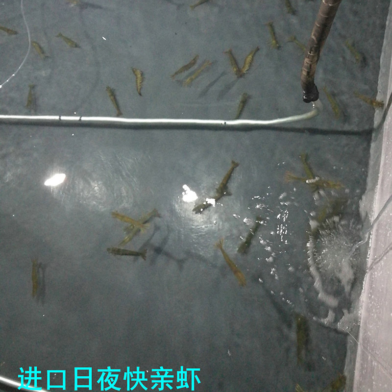 进口日夜快亲虾