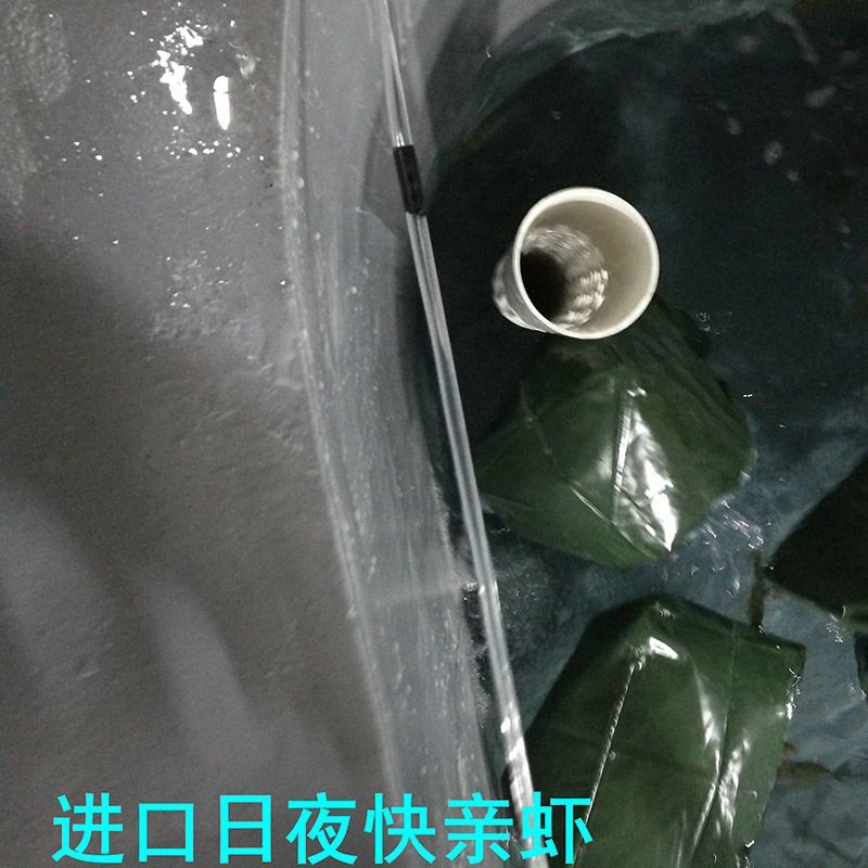 进口日夜快亲虾