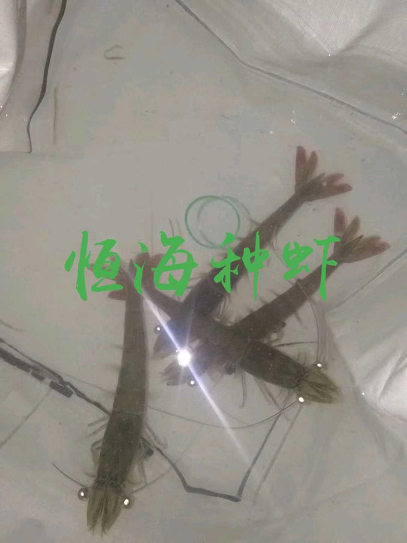 进口日夜快亲虾