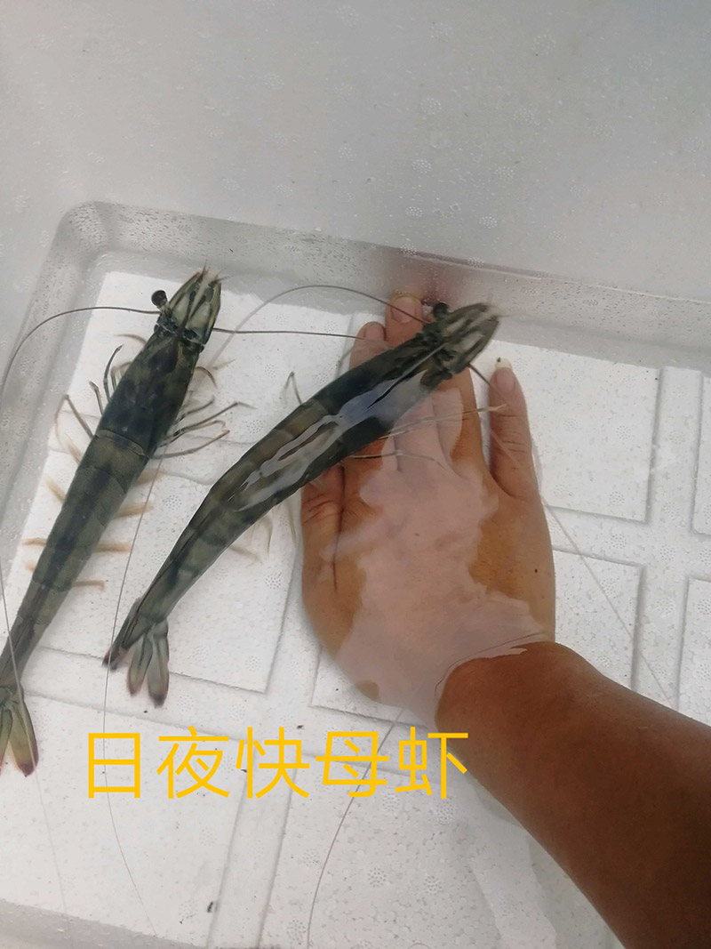 进口日夜快亲虾
