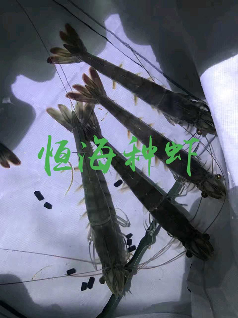 日夜快品系亲虾